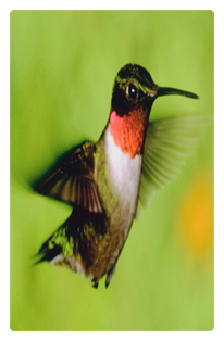 DF35T 027 Humming Bird 1